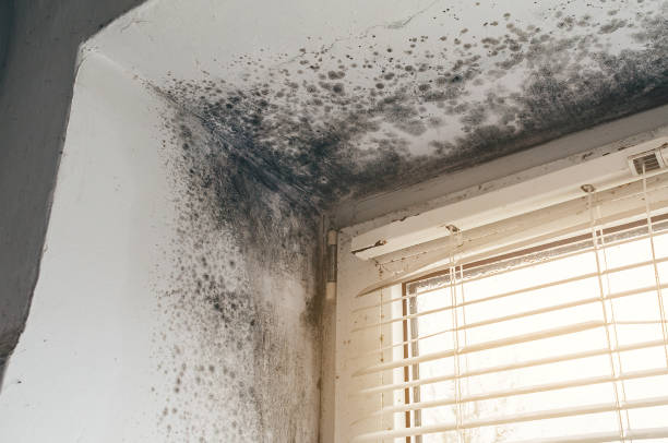 Affordable Basement Mold Removal solutions in Haskell, NJ